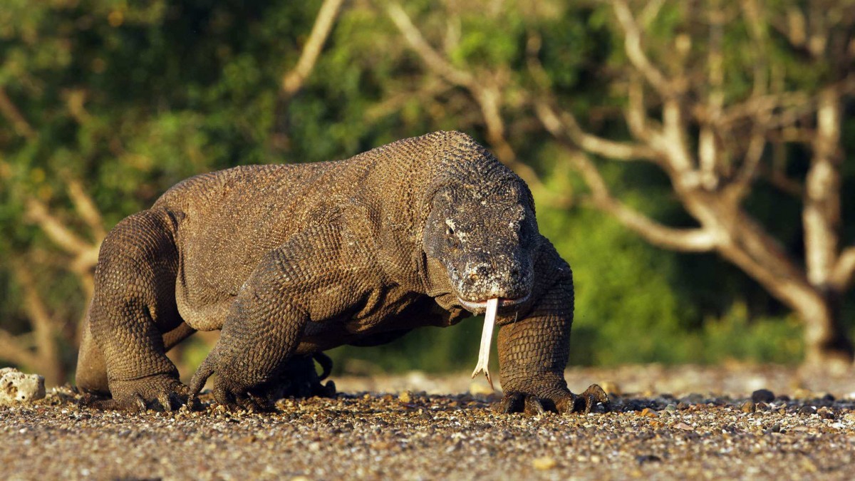 Dugaan penyelundupan Komodo